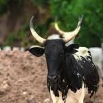 Full Cow